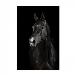 Lienzo 1 Pieza BLACK HORSE...